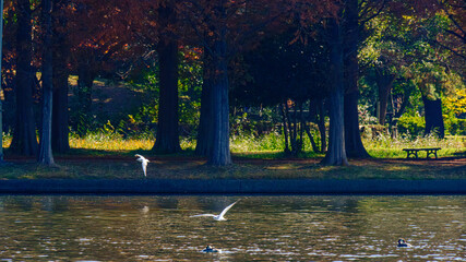池の上を飛ぶゆりかもめ