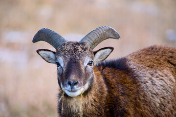 Mouflon ram portrait with curved horns in natural habitat