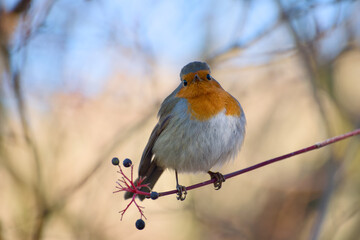 European robin perched on thin branch with berries, soft winter background