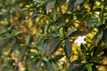 Obraz premium Close-up of a Delicate White Pinwheel Flower Blooming on a Lush Green Garden Bush