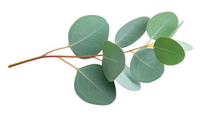 Eucalyptus Branch With Green Leaves Isolated On Transparent Background Botanical Element For Wedding Invitations And Natural Product Mockups Design Projects