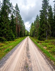 Obraz premium Long dirt road through a vibrant forest with towering trees