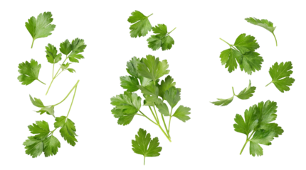 fresh green parsley sprigs and leaves arranged artfully on a transparent background, culinary herb.