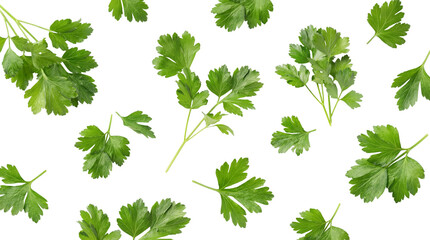 scattered fresh green parsley leaves and sprigs on a transparent background, vibrant and healthy culinary herb. © Theresa