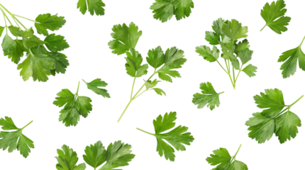 scattered fresh green parsley leaves and sprigs on a transparent background, vibrant and healthy culinary herb.