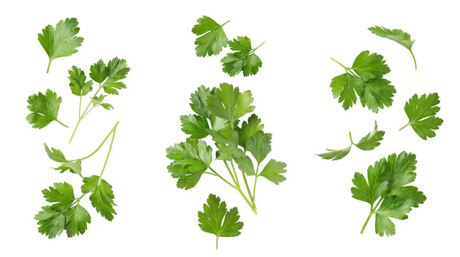fresh green parsley sprigs and leaves arranged artfully on a transparent background, culinary herb.