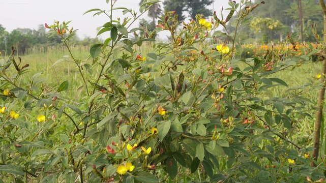 Blooming Pigeon Pea with Yellow Flowers