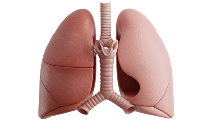3D Rendering of Human Lungs and Trachea