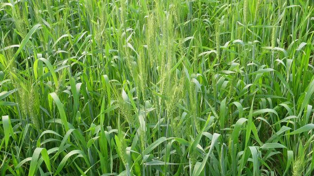 Green Wheat Field in Early Growth Stage