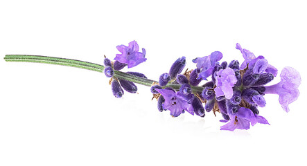 Aromatic sprig of fresh lavender flower isolated on a white background. Beautiful lavender.
