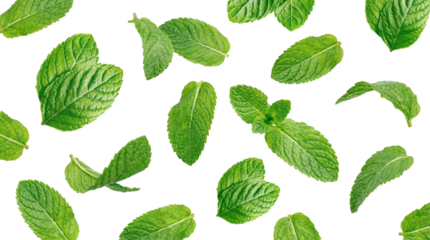fresh green mint leaves scattered on a transparent background, top-down view, vibrant and aromatic herb.