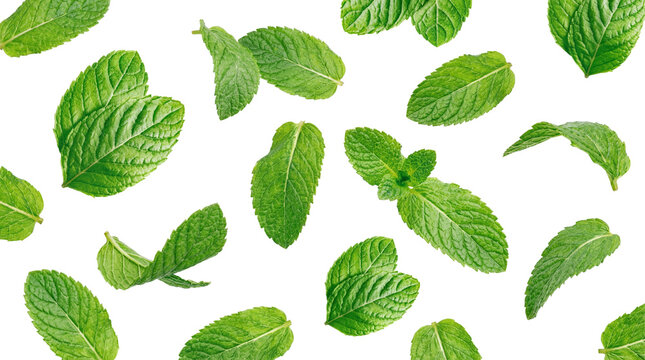 fresh green mint leaves scattered on a transparent background, top-down view, vibrant and aromatic herb.
