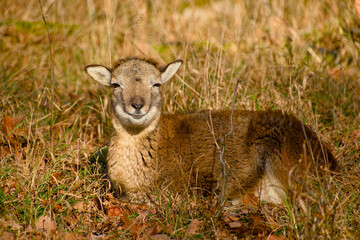 Young mouflon resting on dry grass in natural habitat