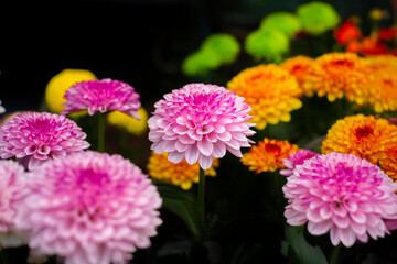 カラフルな菊の花