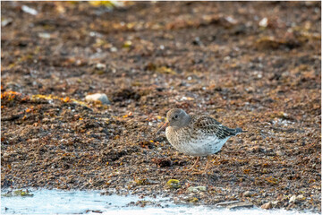 Meerstrandl&auml;ufer