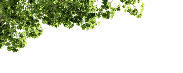 green tree branches in 3d rendering isolated on white