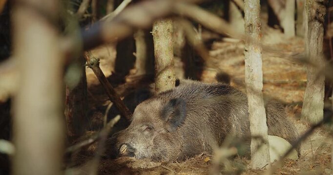 Wild Boar Sus Scrofa, Also Known As The Wild Swine, Eurasian Wild Pig lying In Autumn Forest. Wild Boar Is A Native To Much Of Eurasia. Boar resting in autumn forest