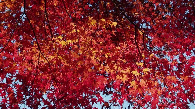 中央のオレンジ色が目立つ紅葉したカエデ