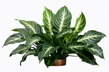 Obraz premium Calathea makoyana plant displaying lush green and white striped foliage in a decorative pot