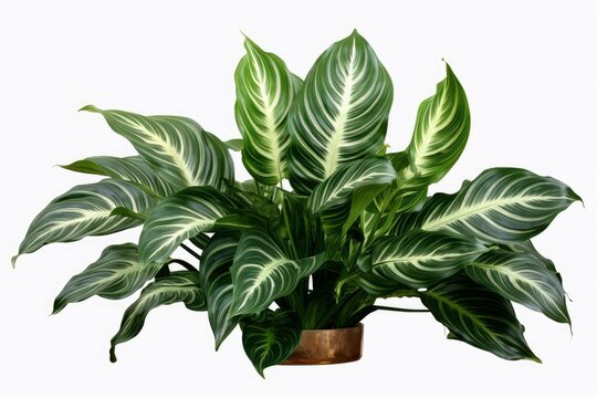 Calathea makoyana plant displaying lush green and white striped foliage in a decorative pot