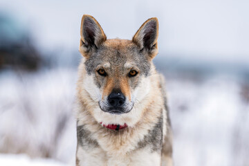 Premium Czechoslovakian Wolfdog portrait in a winter environment. High-quality, detailed portrait of a Czechoslovakian Wolfdog in a snowy landscape. 