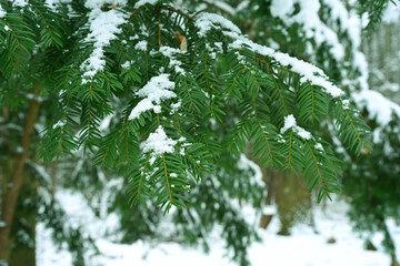 A detailed close-up shot of vibrant green evergreen needles dusted with soft, fresh snow. The image captures the essence of winter nature in an eco-style.