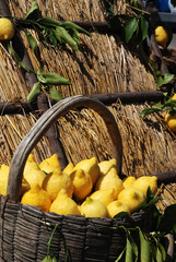 Ripe lemons in a wicker basket at a farmers market stand, fresh fruit displayed for sale.