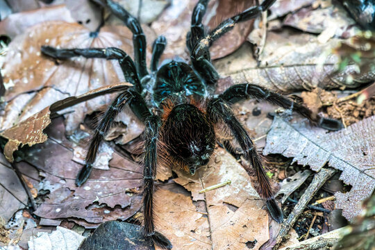 Black spider tarantula, Brazilian black tarantula, Grammostola pulchra in the Amazon rainforest in Brazil.