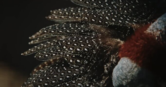 The vulturine guinea fowl - Acryllium vulturinum - is the largest extant species of guinea fowl. Close up of colorful feathers