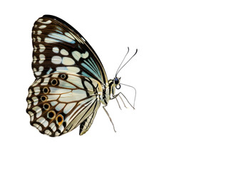 Beautiful butterfly with white and black wings isolated on transparent background