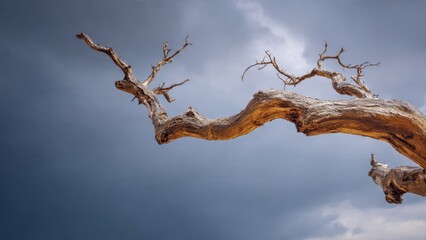 Weathered Branch Against a Cloudy Sky