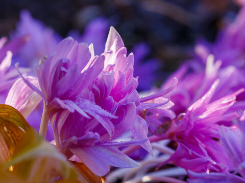 Colchicum Waterlily in the Autumn Garden. Natural background or wallpaper