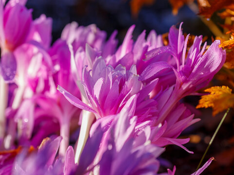 Colchicum Waterlily in the Autumn Garden. Natural background or wallpaper