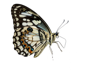 Colorful butterfly with white and black spotted wings on a transparent background