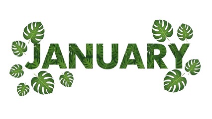 January with green leaves monstera tropical plants