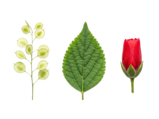 Botanical illustration of leaf, flower bud, and seed cluster isolated on transparent background