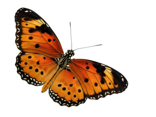 Obraz premium Vibrant orange butterfly with black spots isolated on transparent background