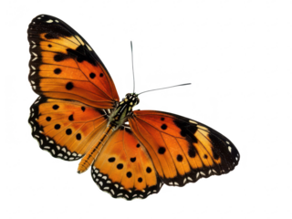 Vibrant orange butterfly with black spots isolated on transparent background