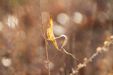 Dried grass resembles dancer, artistic lines of nature