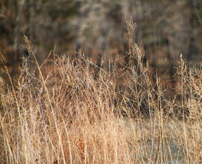 Autumn textures. - native grass background