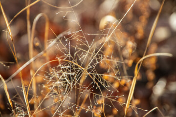 Textures of nature in autumn in gold and red