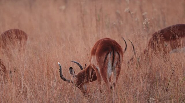 Herd of impalas grazing and staying alert in the wild, animal behavior