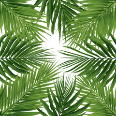 Obraz premium Tropical Palm Leaves Frame isolated on transparent background
