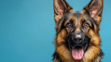 Healthy German Shepherd in a lively studio setting with a vibrant blue backdrop