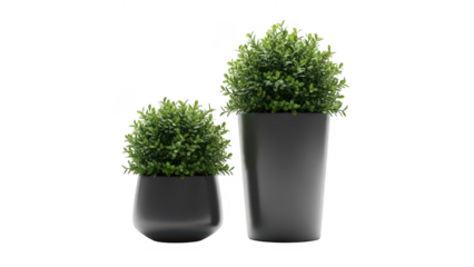 Two black potted plants with green foliage isolated on transparent background
