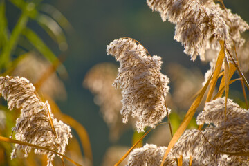 Reed grass seed heads glowing in warm autumn sunlight with soft background