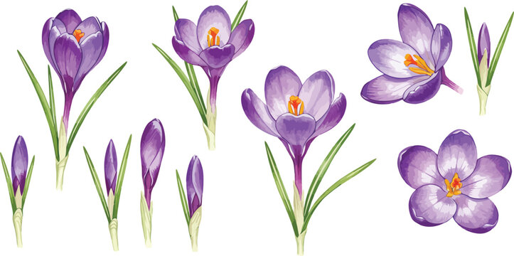 Purple crocus flowers and buds on white background