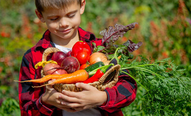 Little boy holding a basket of fresh vegetables in the garden. Harvest
