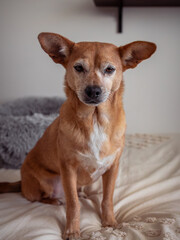 Mixed-breed dog sitting attentively on a cozy bed indoors, looking directly at the viewer with its upright ears and expressive eyes, showcasing pet companionship in a domestic setting