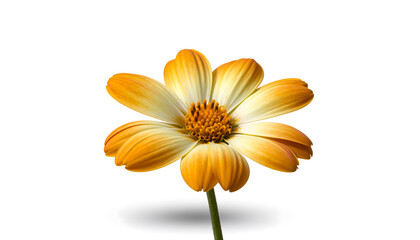 Vibrant single orange and yellow flower with delicate petals and a prominent textured center, isolated on a clean white background with a subtle shadow